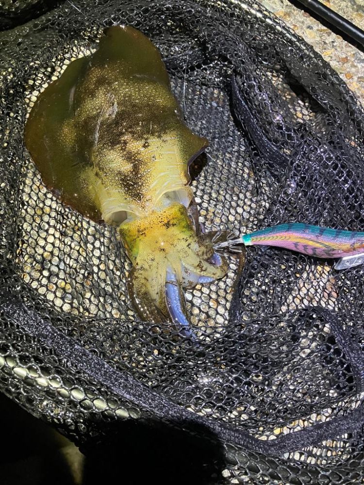 潮が動けばアオリ🦑釣れます\(^^)/