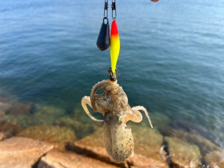 退屈しない程度に釣れて良い感じ♪