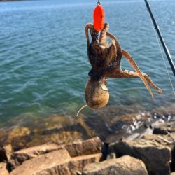 イイダコのサイズアップ！でも数は減少傾向！！