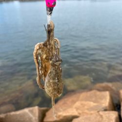 姫路イイダコ調査！今年こそアタリ年！？