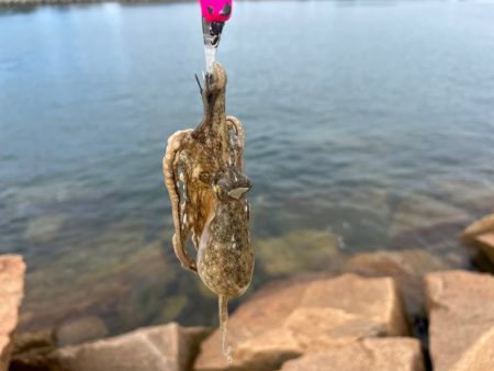 姫路イイダコ調査！今年こそアタリ年！？