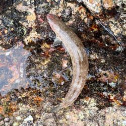 初めての沖磯｜イカの活性は低く青物の回遊も無し