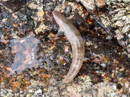 初めての沖磯｜イカの活性は低く青物の回遊も無し
