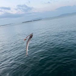 姫路青物調査！エソ祭り！！