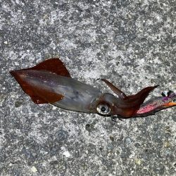 ナイトエギングでアオリイカ狙うが激渋でケンサキイカがポツポツ