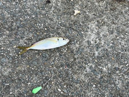 姫路離島でカワハギ釣り｜外道連発しながらボチボチ釣れました！