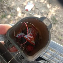 清掃活動：淀川ハゼ～小さいけど…