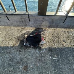 清掃活動：サビキも終わりかけ②