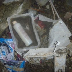 清掃活動：10月の淡水魚 その２