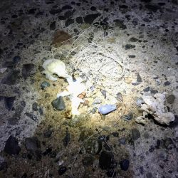 清掃活動：エギング