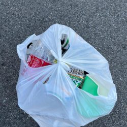 清掃活動：アジの群れが表層に