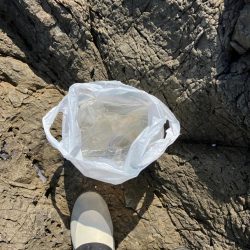 清掃活動：カゴ釣りでイサギ&ヤイト…