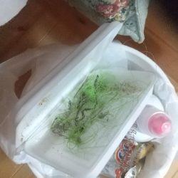 清掃活動：オチギス釣り