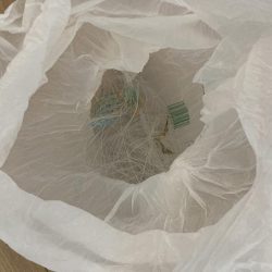 清掃活動：サゴシ狙いで行くものの…