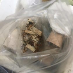 清掃活動：念願のアオリイカ