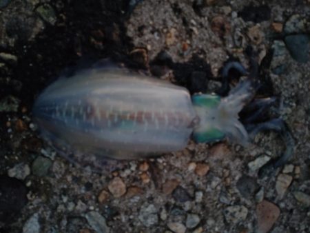 アオリイカ１杯