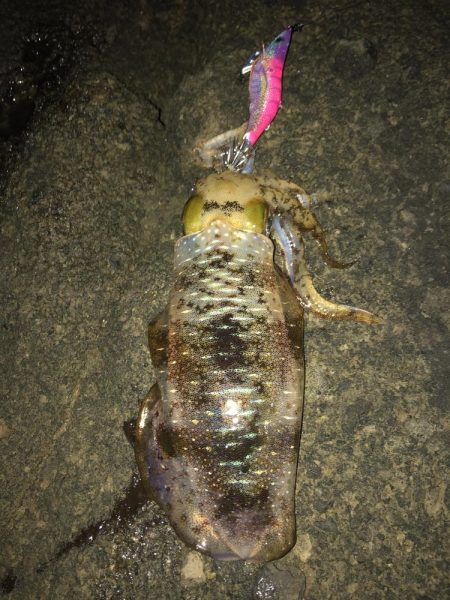 エギング　佐渡遠征④2日目