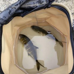 モーニング前フィッシング