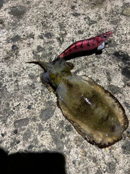 今宵もサイズアップ狙いで！