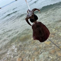 姫路離島でエギング｜この季節にデイゲームは厳しい