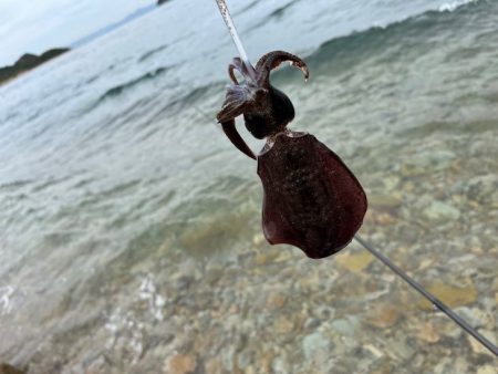 姫路離島でエギング｜この季節にデイゲームは厳しい