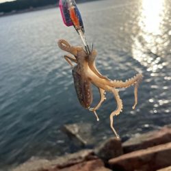 姫路でイイダコ釣り｜先週とは違って激渋！