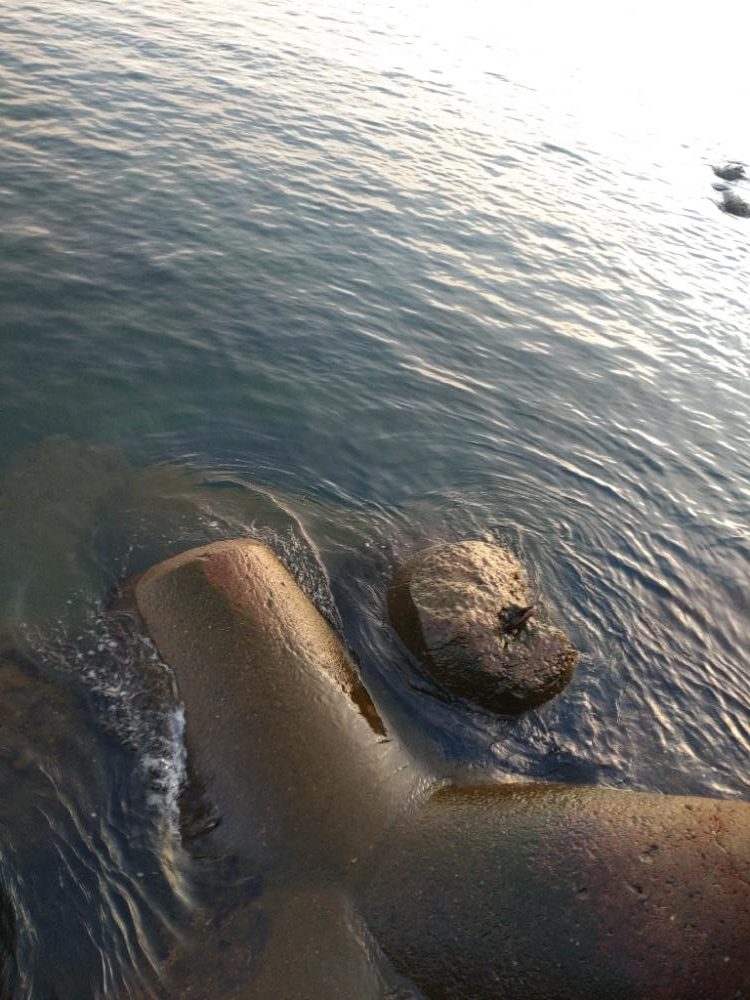 アオリイカ２杯！