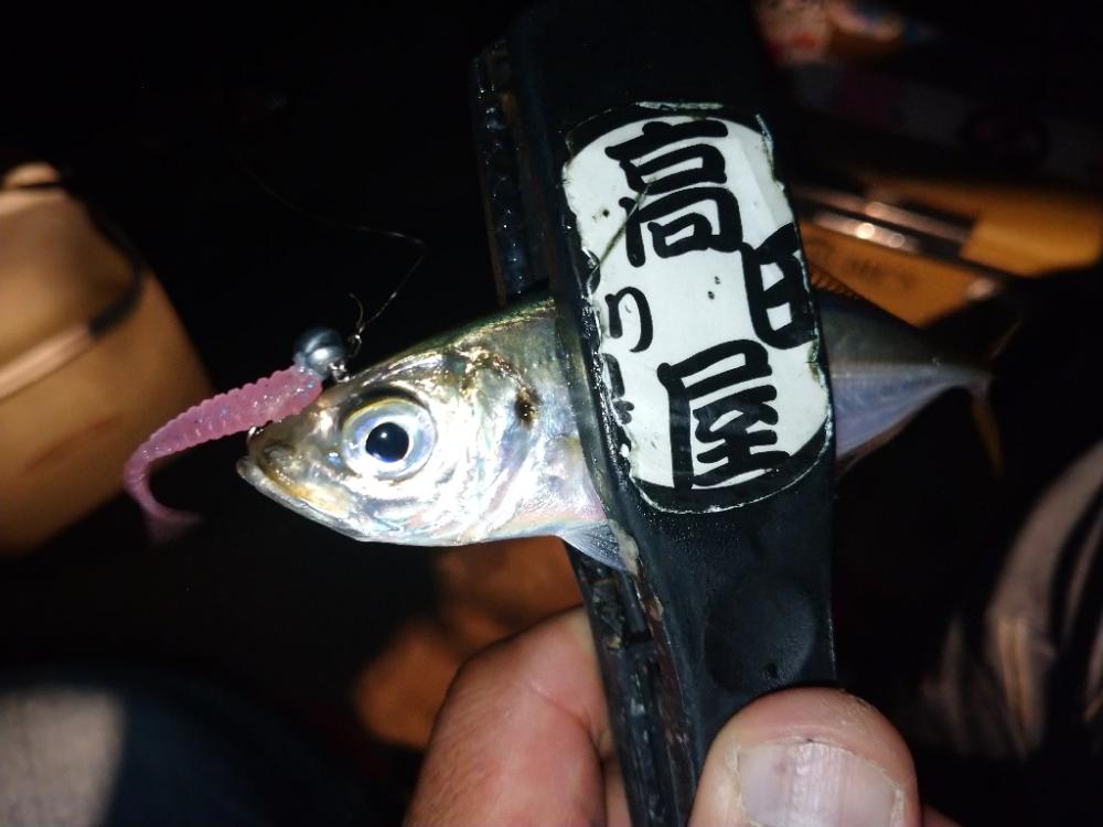 今夜のアジング