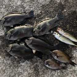 昼グレと夜タチ