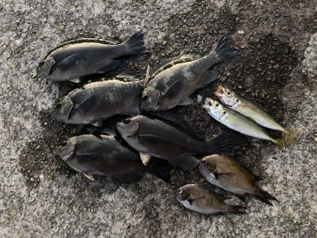 昼グレと夜タチ