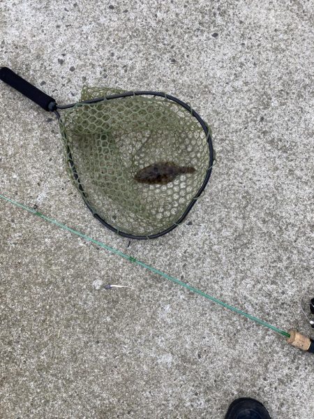 モーニング前フィッシング