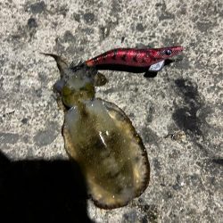 今宵もサイズアップ狙いで！