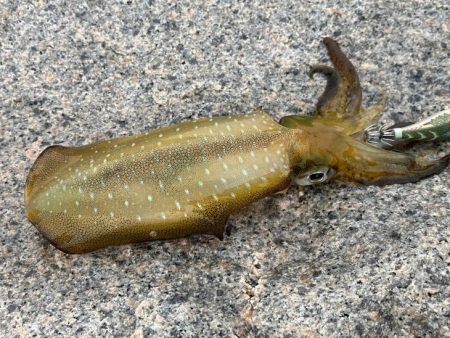 姫路離島でエギング｜この季節にデイゲームは…