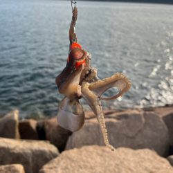 イイダコのサイズアップ！でも数は減少傾向！！