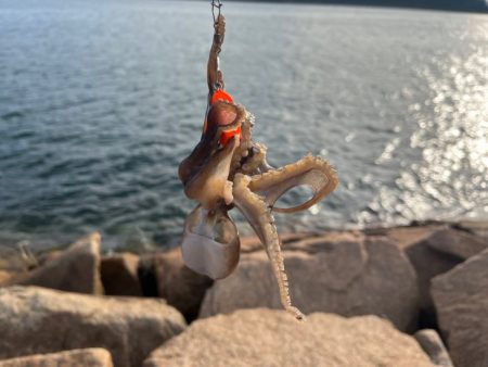 イイダコのサイズアップ！でも数は減少傾向！！