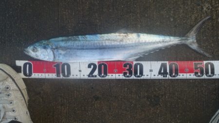 強風の小潮と陸風に乗った霧