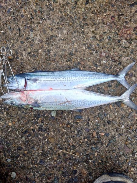 新しいロッドで