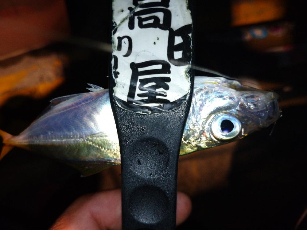 今夜のアジング