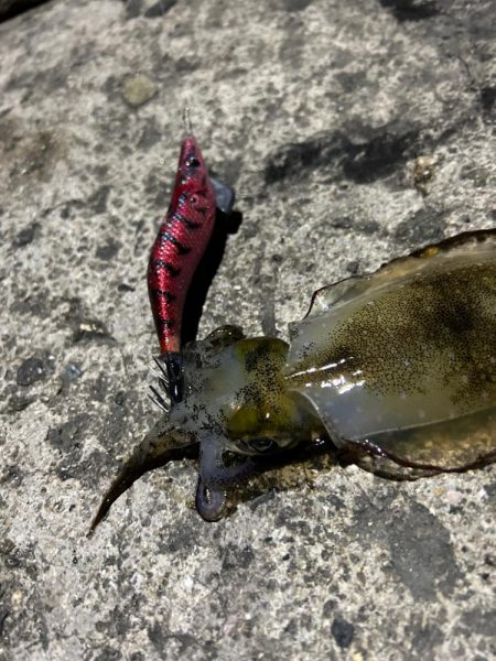 今宵もサイズアップ狙いで！