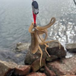 姫路でイイダコ釣り｜先週とは違って激渋！