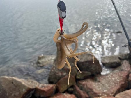 姫路でイイダコ釣り｜先週とは違って激渋！