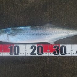 強風の小潮と陸風に乗った霧