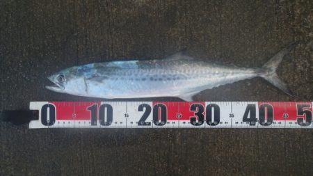 強風の小潮と陸風に乗った霧