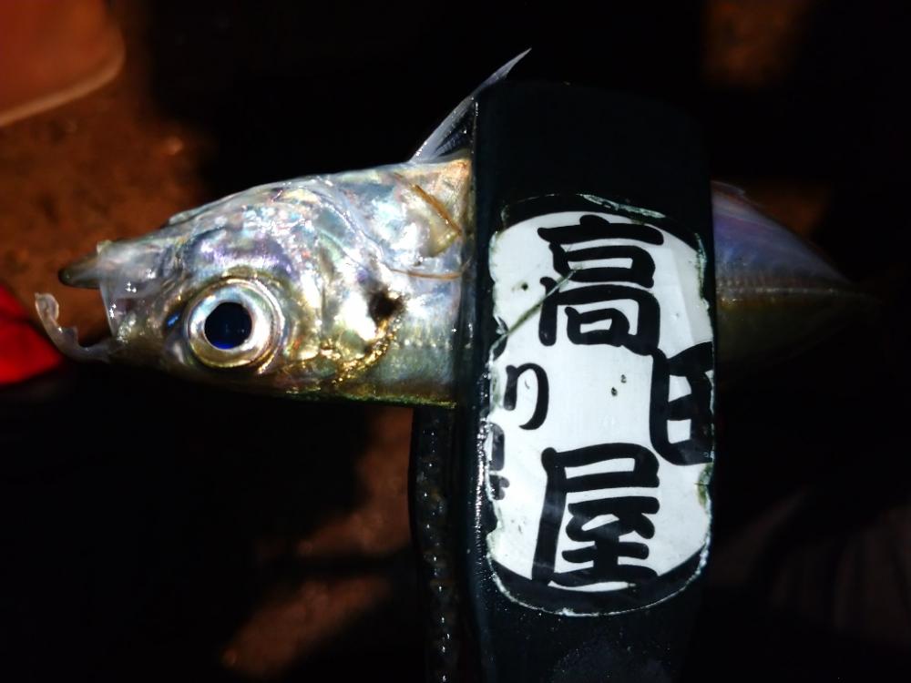 今夜もアジング