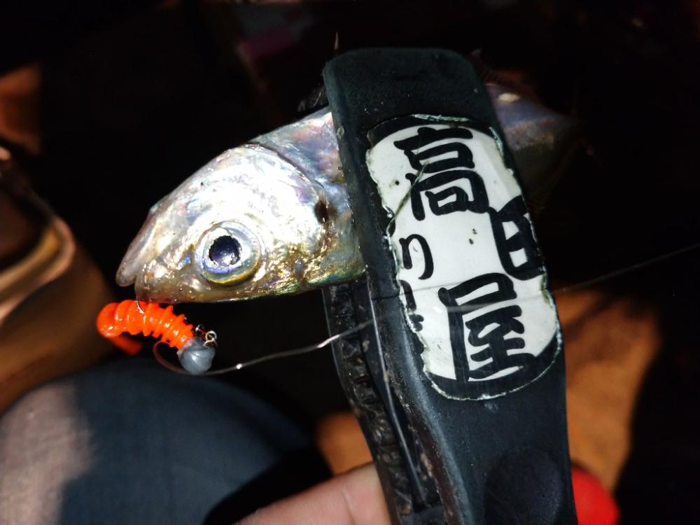 今夜のアジング