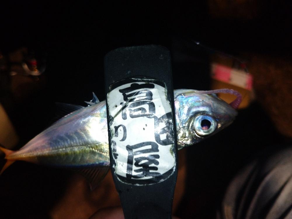 今夜のアジング