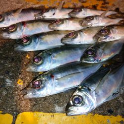 今夜のアジング