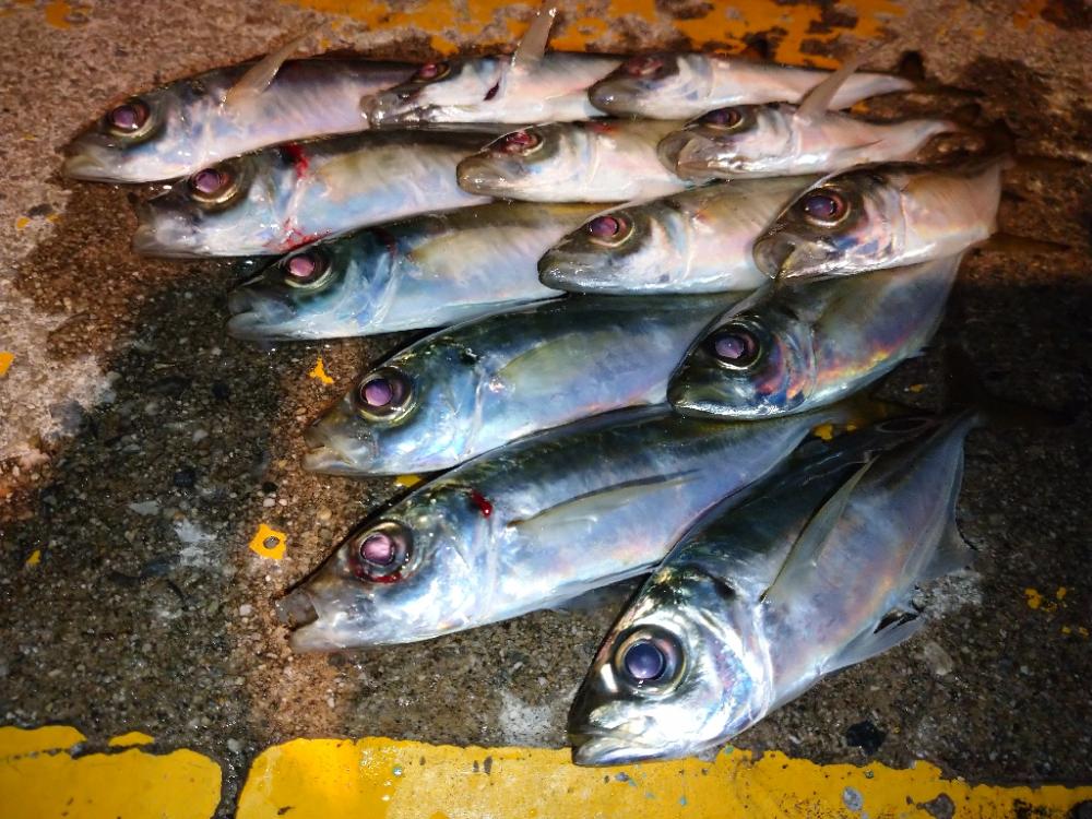 今夜のアジング