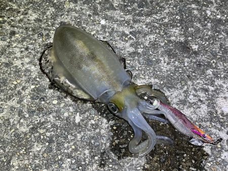 ナイトエギングでアオリイカ狙うが激渋でケン…