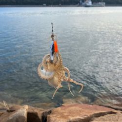 イイダコのサイズアップ！でも数は減少傾向！！